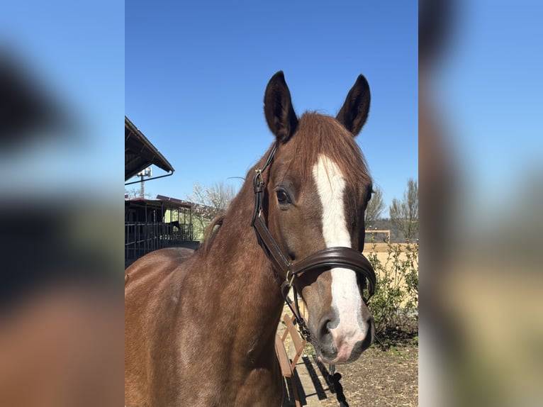 Deutsches Reitpony Wallach 4 Jahre 148 cm Dunkelfuchs in Iggingen