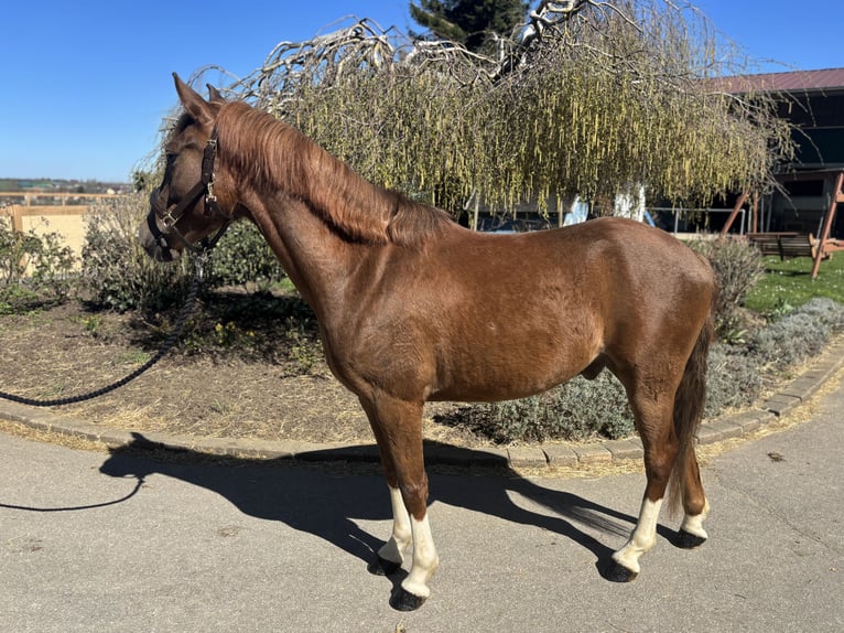 Deutsches Reitpony Wallach 4 Jahre 148 cm Dunkelfuchs in Iggingen