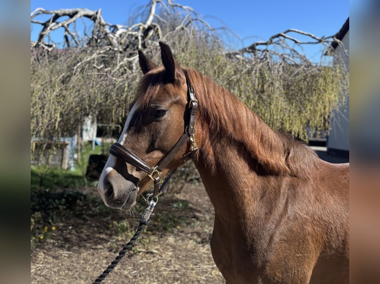 Deutsches Reitpony Wallach 4 Jahre 148 cm Dunkelfuchs in Iggingen