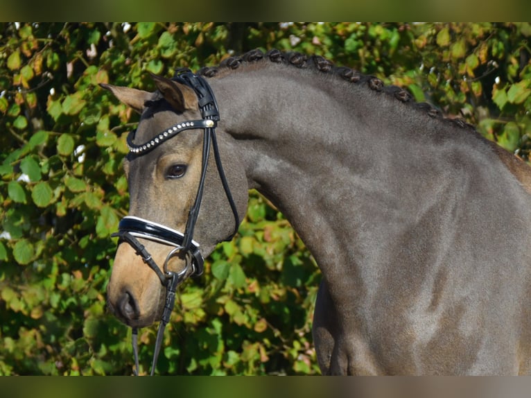 Deutsches Reitpony Wallach 4 Jahre 148 cm Falbe in Fürstenau