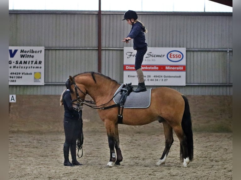 Deutsches Reitpony Wallach 4 Jahre 148 cm Falbe in Wildeshausen