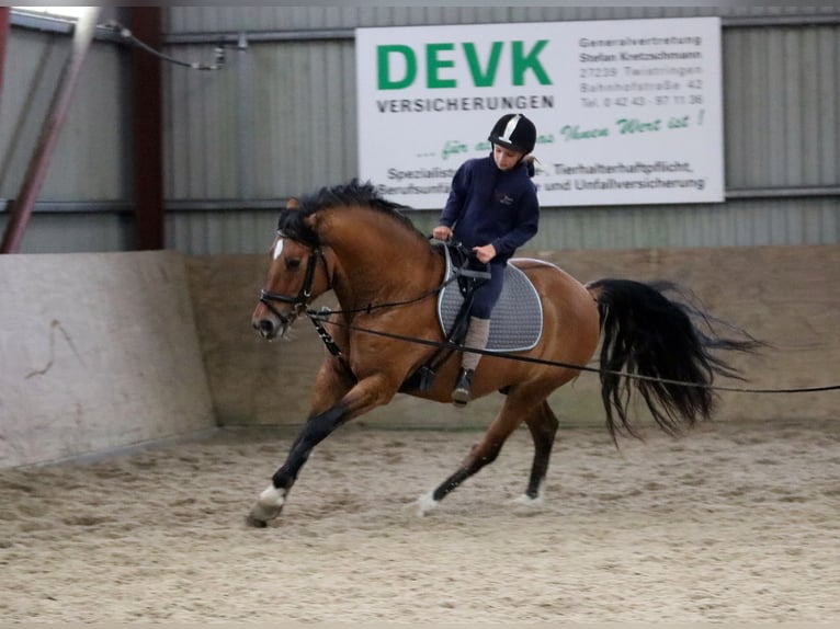 Deutsches Reitpony Wallach 4 Jahre 148 cm Falbe in Wildeshausen