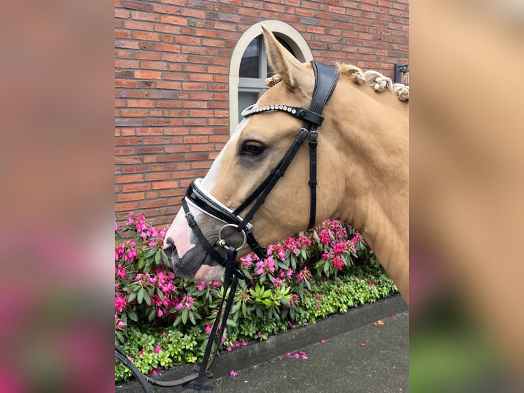 Deutsches Reitpony Wallach 4 Jahre 148 cm Falbe in Bocholt