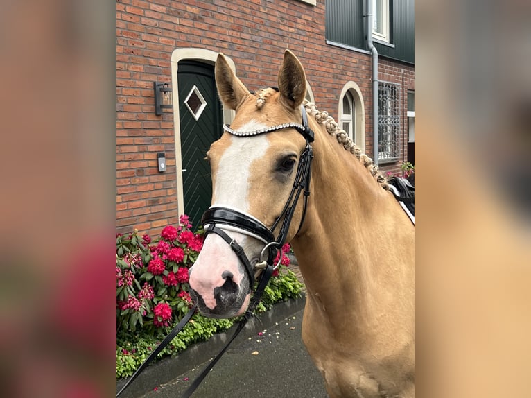 Deutsches Reitpony Wallach 4 Jahre 148 cm Falbe in Bocholt