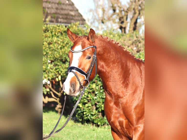 Deutsches Reitpony Wallach 4 Jahre 148 cm Fuchs in Selsingen