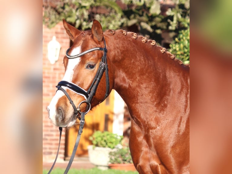 Deutsches Reitpony Wallach 4 Jahre 148 cm Fuchs in Selsingen