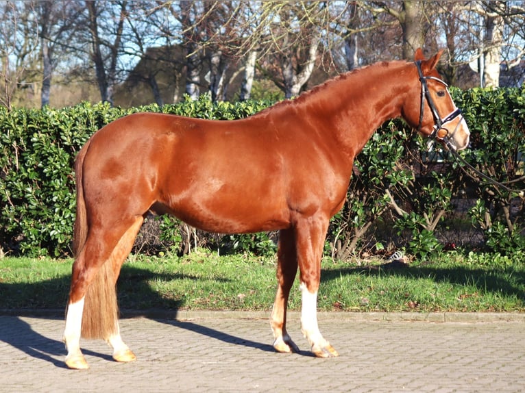 Deutsches Reitpony Wallach 4 Jahre 148 cm Fuchs in Selsingen