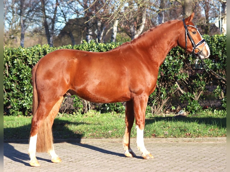 Deutsches Reitpony Wallach 4 Jahre 148 cm Fuchs in Selsingen