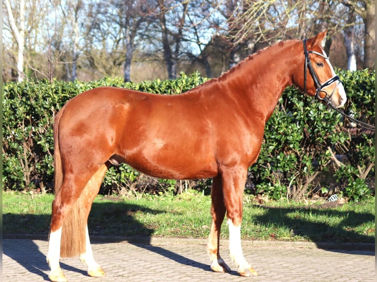 Deutsches Reitpony Wallach 4 Jahre 148 cm Fuchs in Selsingen