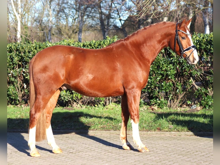 Deutsches Reitpony Wallach 4 Jahre 148 cm Fuchs in Selsingen