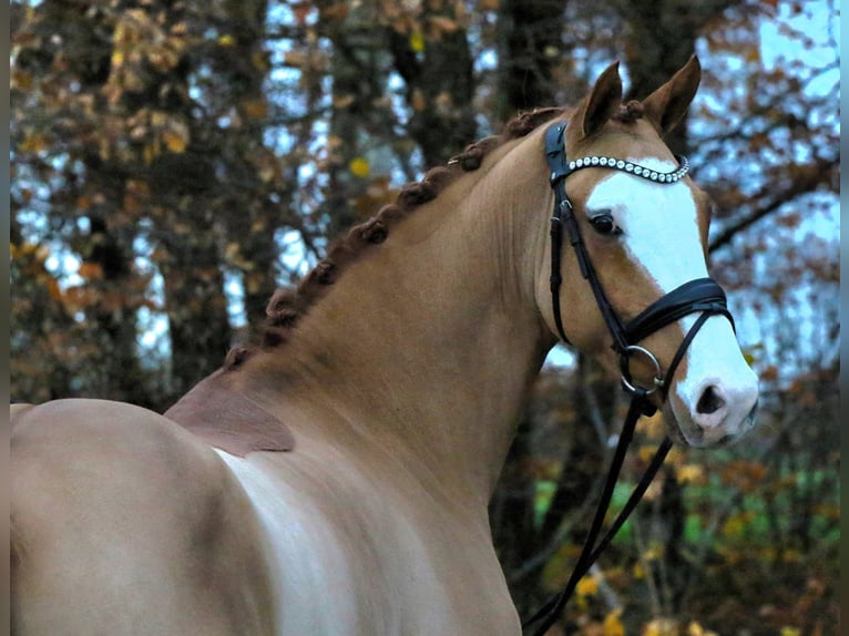 Deutsches Reitpony Wallach 4 Jahre 148 cm Fuchs in Rehburg-Loccum Münchehagen