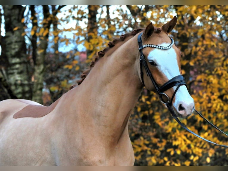 Deutsches Reitpony Wallach 4 Jahre 148 cm Fuchs in Rehburg-Loccum Münchehagen