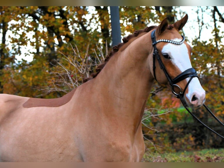 Deutsches Reitpony Wallach 4 Jahre 148 cm Fuchs in Rehburg-Loccum Münchehagen