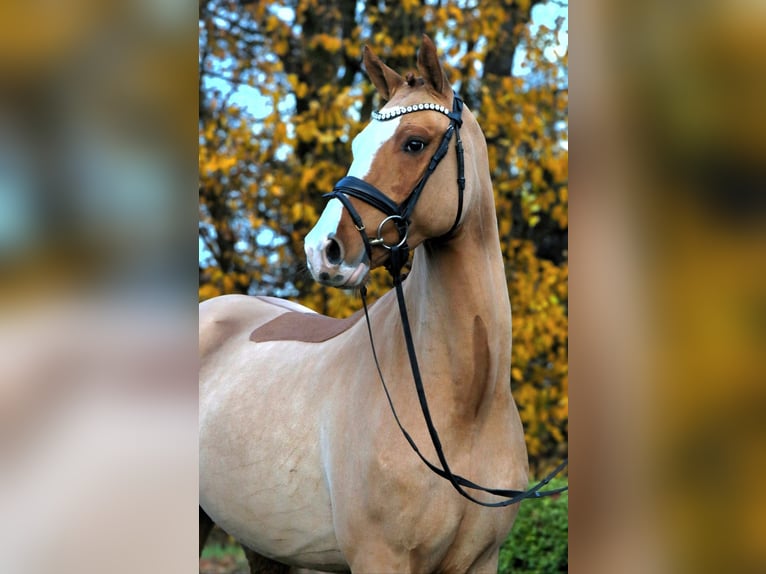 Deutsches Reitpony Wallach 4 Jahre 148 cm Fuchs in Rehburg-Loccum Münchehagen