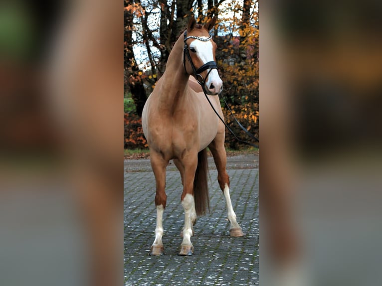 Deutsches Reitpony Wallach 4 Jahre 148 cm Fuchs in Rehburg-Loccum Münchehagen