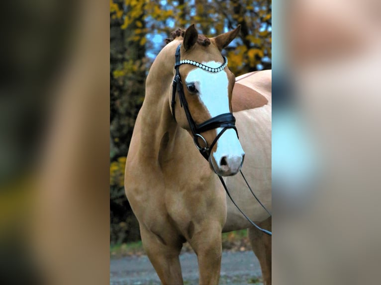 Deutsches Reitpony Wallach 4 Jahre 148 cm Fuchs in Rehburg-Loccum Münchehagen