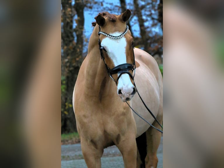 Deutsches Reitpony Wallach 4 Jahre 148 cm Fuchs in Rehburg-Loccum Münchehagen