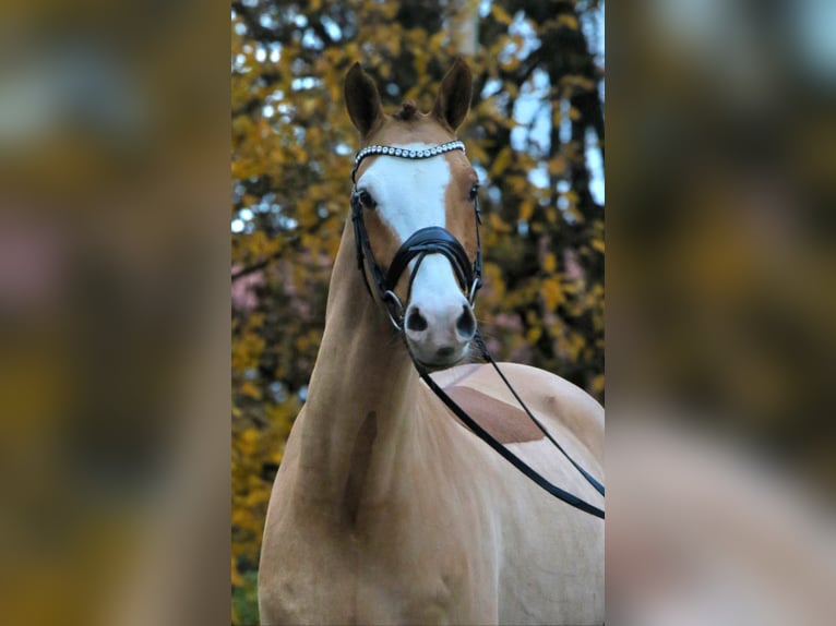 Deutsches Reitpony Wallach 4 Jahre 148 cm Fuchs in Rehburg-Loccum Münchehagen