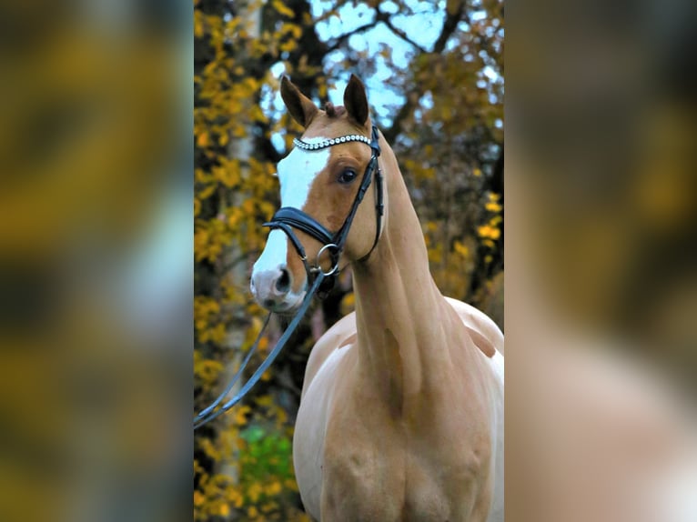 Deutsches Reitpony Wallach 4 Jahre 148 cm Fuchs in Rehburg-Loccum Münchehagen