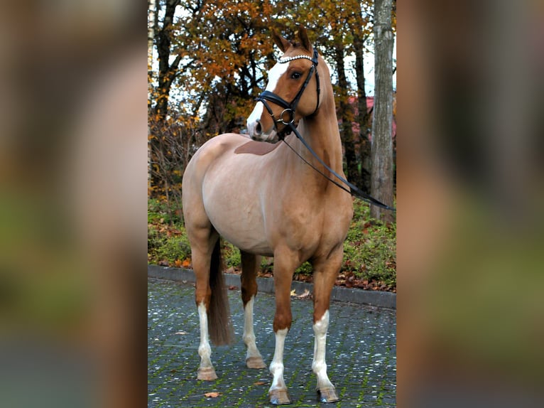 Deutsches Reitpony Wallach 4 Jahre 148 cm Fuchs in Rehburg-Loccum Münchehagen