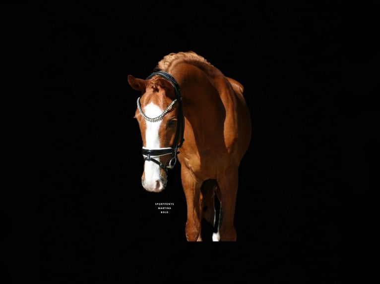 Deutsches Reitpony Wallach 4 Jahre 148 cm Fuchs in Recke, bei Osnabrück