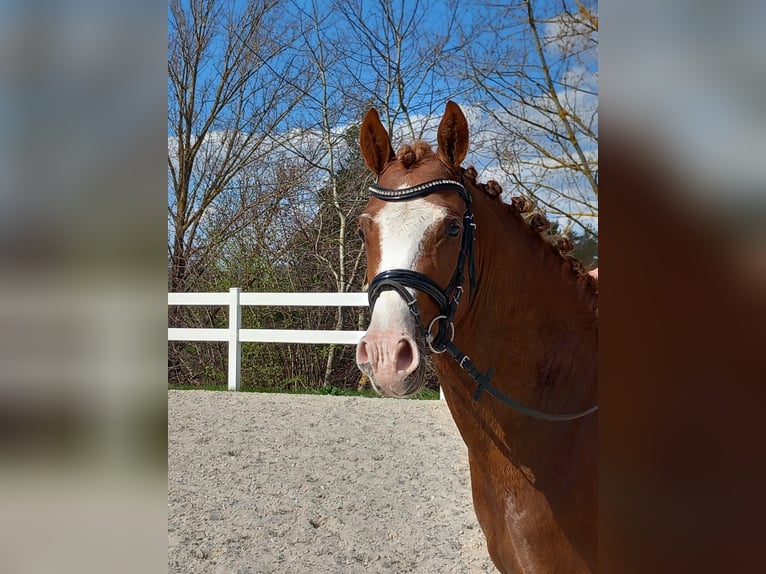 Deutsches Reitpony Wallach 4 Jahre 148 cm Fuchs in Ilmenau