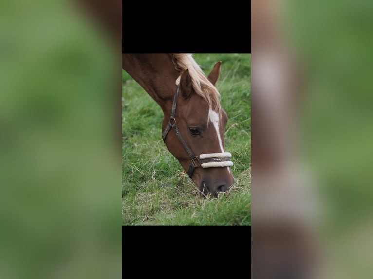 Deutsches Reitpony Wallach 4 Jahre 148 cm Fuchs in Fr&#xF6;ndenberg