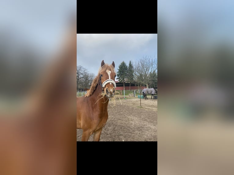 Deutsches Reitpony Wallach 4 Jahre 148 cm Fuchs in Fr&#xF6;ndenberg