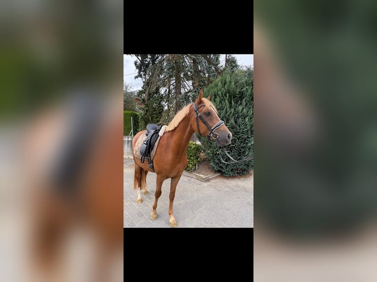 Deutsches Reitpony Wallach 4 Jahre 148 cm Fuchs in Fr&#xF6;ndenberg