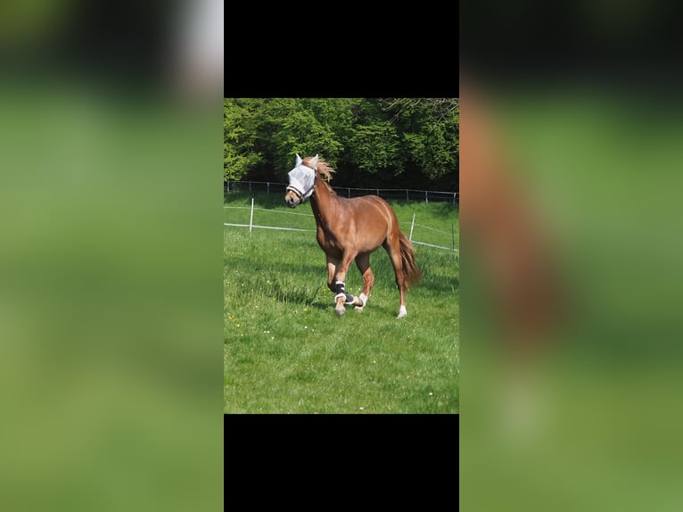 Deutsches Reitpony Wallach 4 Jahre 148 cm Fuchs in Fr&#xF6;ndenberg