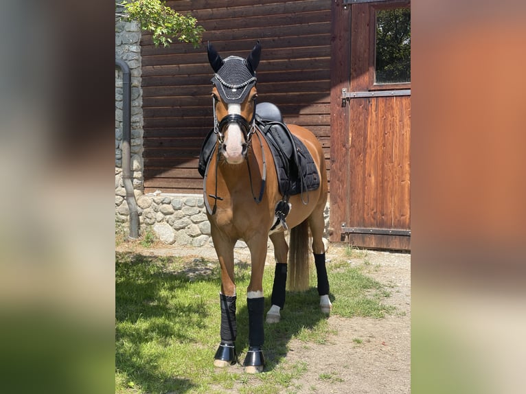 Deutsches Reitpony Wallach 4 Jahre 148 cm Fuchs in Kiefersfelden