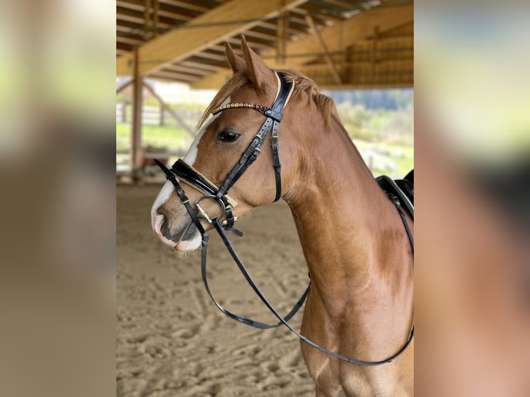Deutsches Reitpony Wallach 4 Jahre 148 cm Fuchs in Kiefersfelden