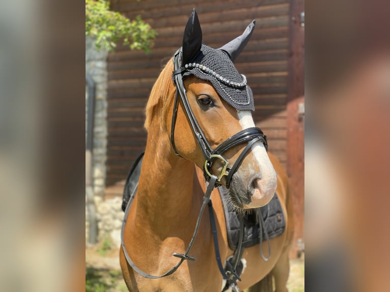 Deutsches Reitpony Wallach 4 Jahre 148 cm Fuchs in Kiefersfelden