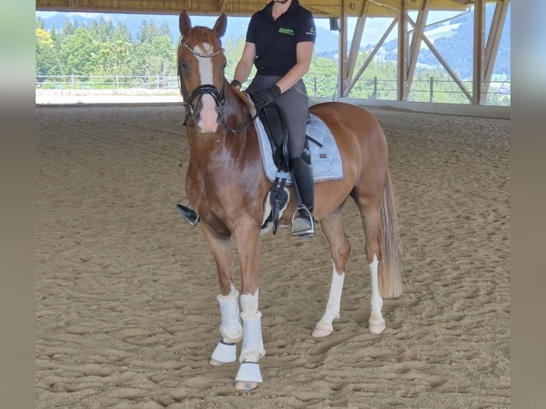 Deutsches Reitpony Wallach 4 Jahre 148 cm Fuchs in Kiefersfelden
