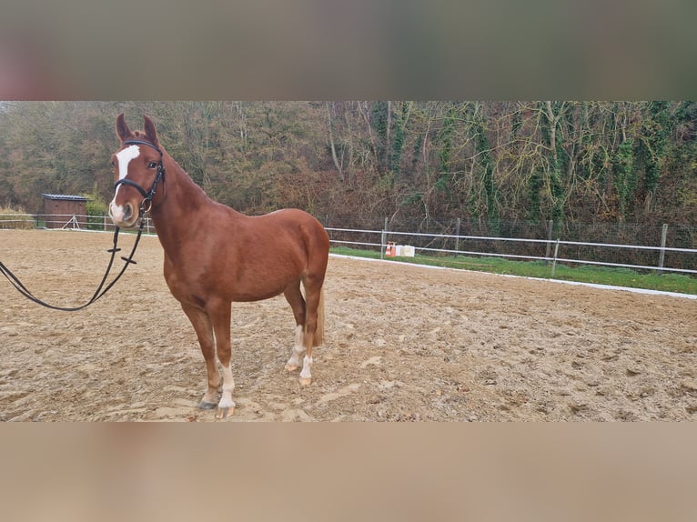 Deutsches Reitpony Wallach 4 Jahre 148 cm Fuchs in Mansfeld