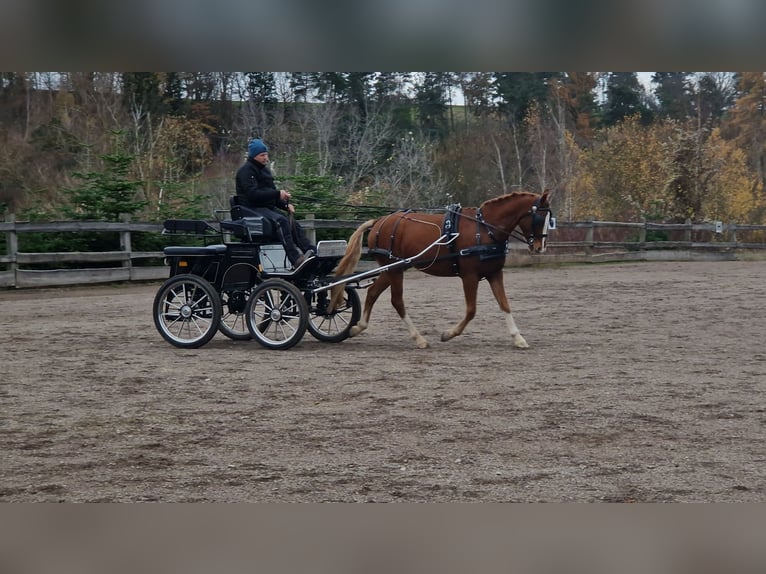 Deutsches Reitpony Wallach 4 Jahre 148 cm Fuchs in Mansfeld