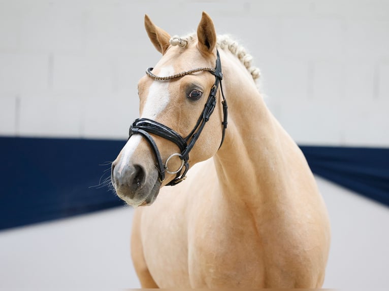 Deutsches Reitpony Wallach 4 Jahre 148 cm Palomino in Marsberg