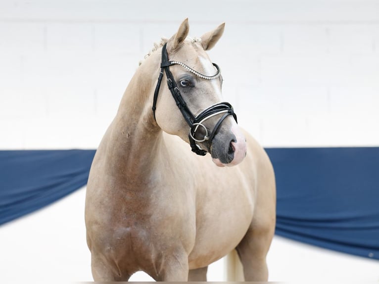 Deutsches Reitpony Wallach 4 Jahre 148 cm Palomino in Marsberg