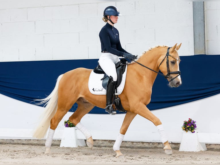 Deutsches Reitpony Wallach 4 Jahre 148 cm Palomino in Marsberg