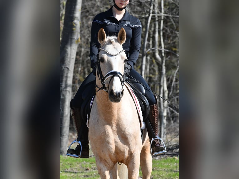 Deutsches Reitpony Wallach 4 Jahre 148 cm Palomino in Kamern