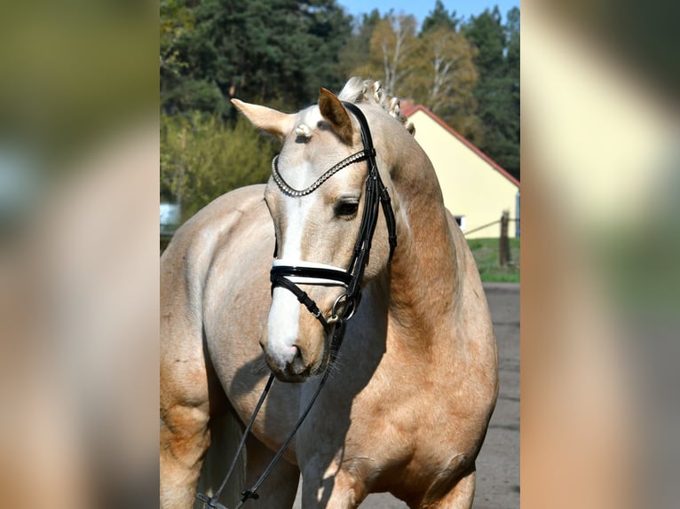 Deutsches Reitpony Wallach 4 Jahre 148 cm Palomino in Kamern
