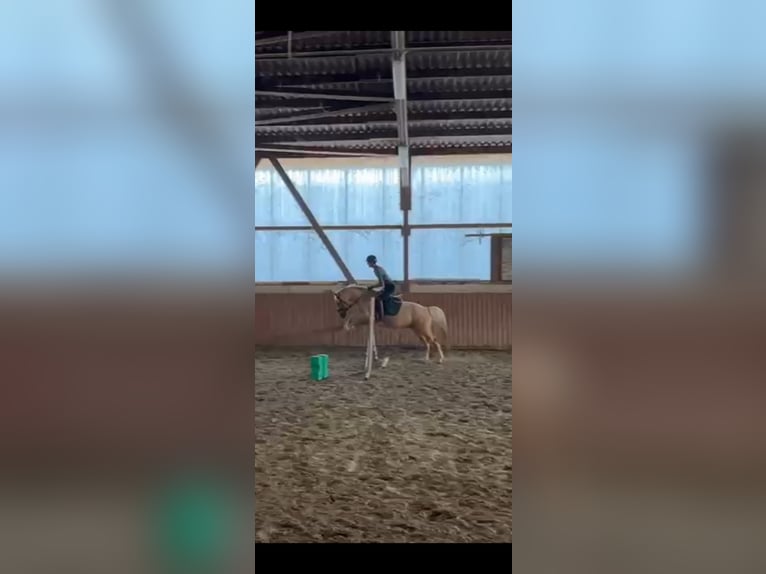 Deutsches Reitpony Wallach 4 Jahre 148 cm Palomino in Worms