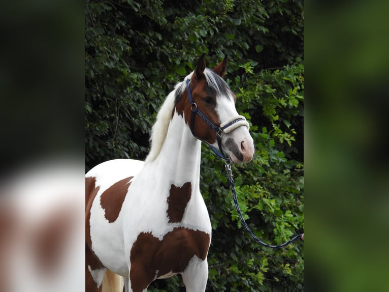 Deutsches Reitpony Wallach 4 Jahre 148 cm Schecke in Verl