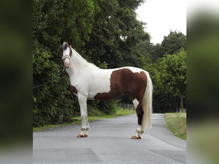 Deutsches Reitpony Wallach 4 Jahre 148 cm Schecke in Verl
