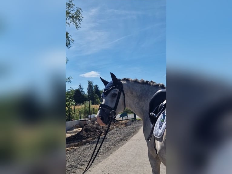 Deutsches Reitpony Wallach 4 Jahre 148 cm Schimmel in Bohmte