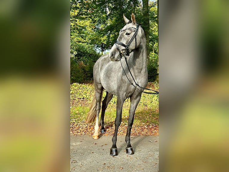 Deutsches Reitpony Wallach 4 Jahre 148 cm Schimmel in Dötlingen