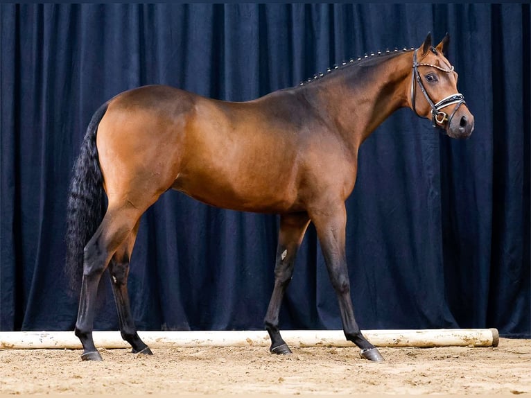 Deutsches Reitpony Wallach 4 Jahre 149 cm Brauner in Cappeln