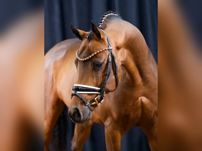 Deutsches Reitpony Wallach 4 Jahre 149 cm Brauner in Cappeln
