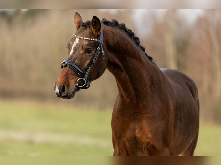 Deutsches Reitpony Wallach 4 Jahre 149 cm Brauner in Schlierschied