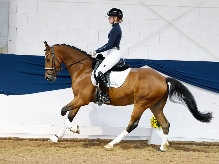 Deutsches Reitpony Wallach 4 Jahre 149 cm Brauner in Marsberg